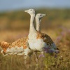 Drop velky - Otis tarda - Great Bustard 4528